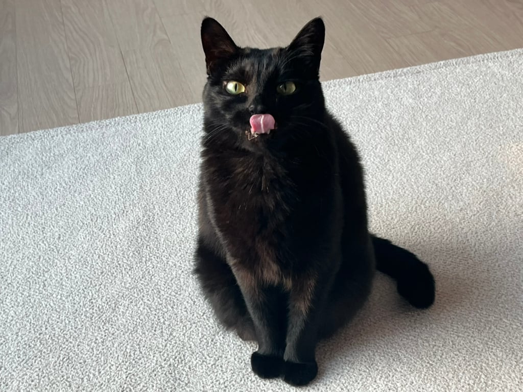 우리집 괭이 귀여운점(+사진추가)