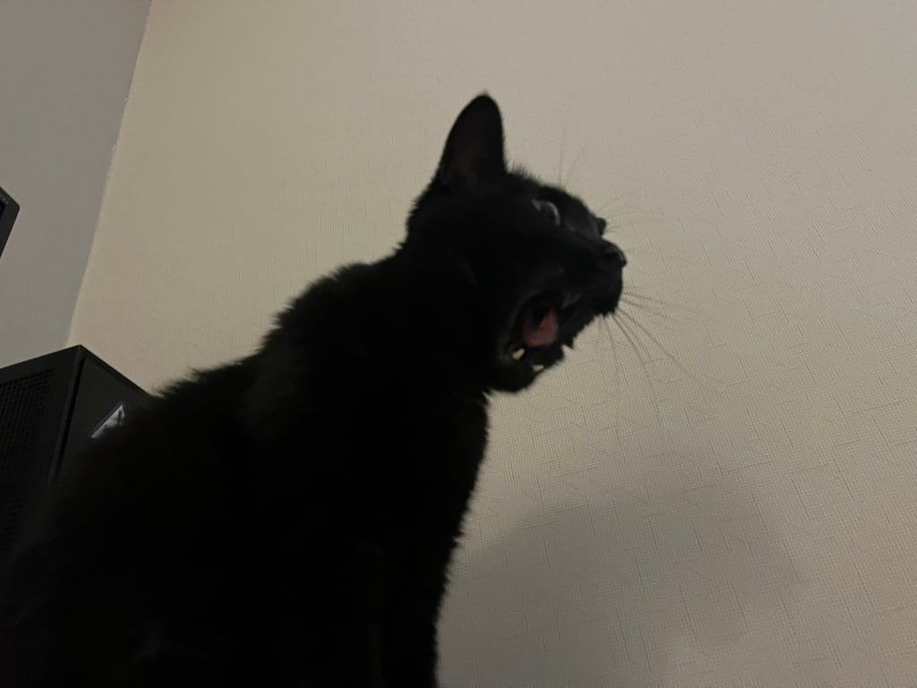 우리집 괭이 귀여운점(+사진추가)