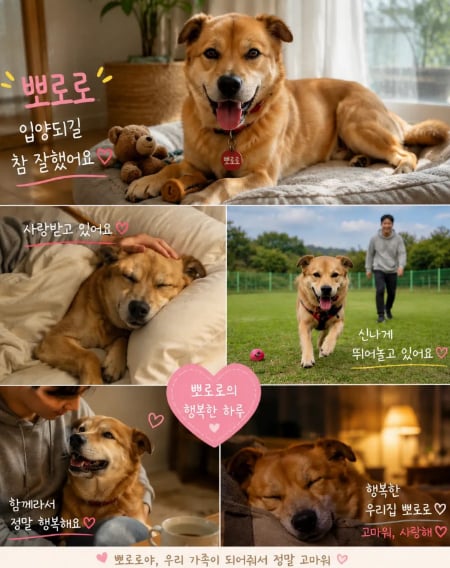 풀 죽은 강아지, 하루만에 임보 취소…