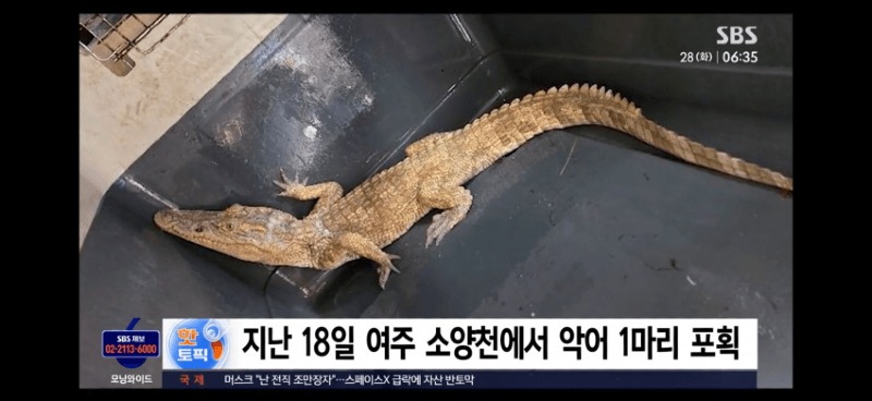 샴악어 주인 찾았다진술서 유기한 게 아니라news