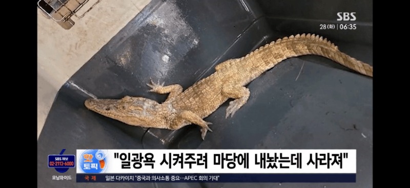 샴악어 주인 찾았다진술서 유기한 게 아니라news