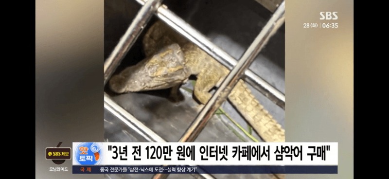 샴악어 주인 찾았다진술서 유기한 게 아니라news