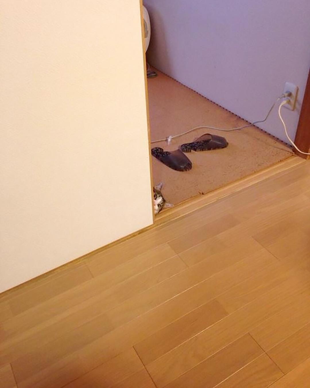 결혼하면서 신랑이 데리고 온 고양이가 자꾸 절 훔쳐봐요.jpg