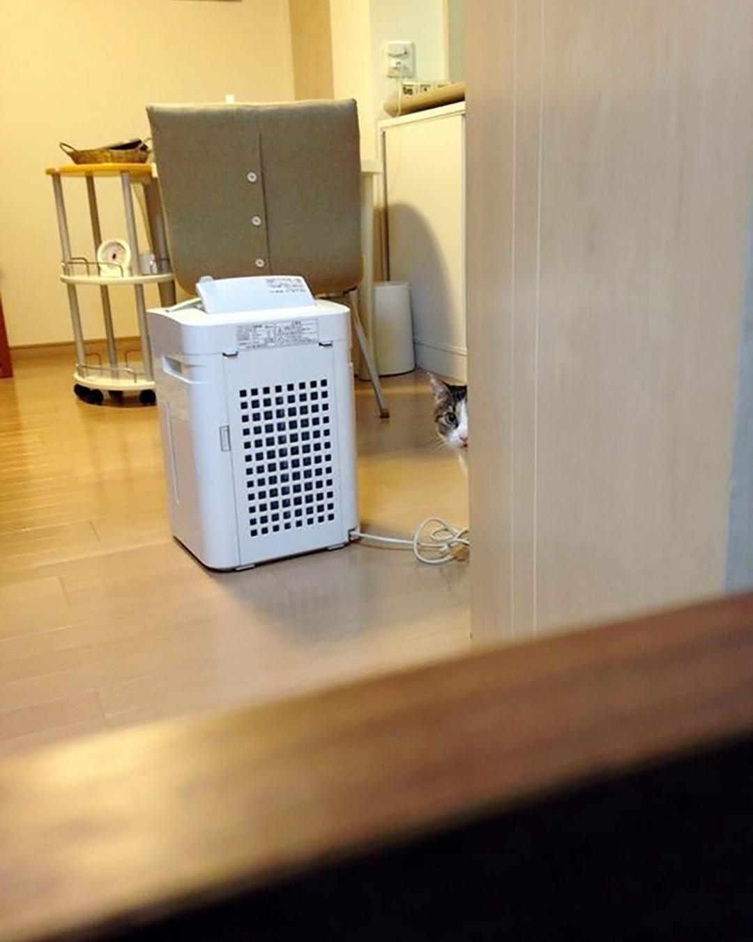 결혼하면서 신랑이 데리고 온 고양이가 자꾸 절 훔쳐봐요.jpg