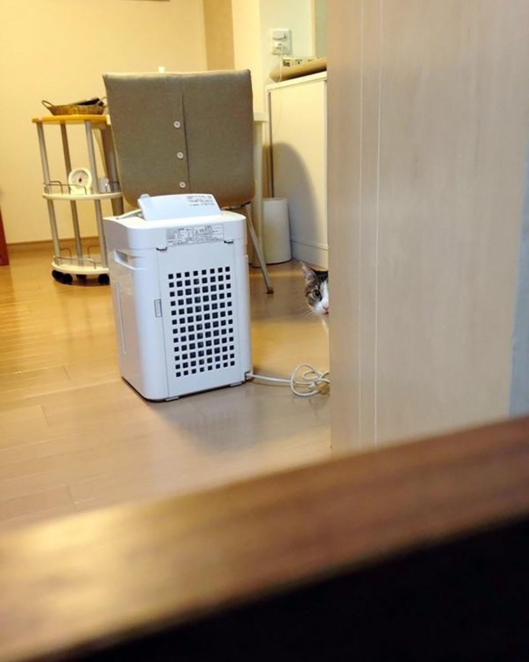 매일 몰래 훔쳐보는 냥아치