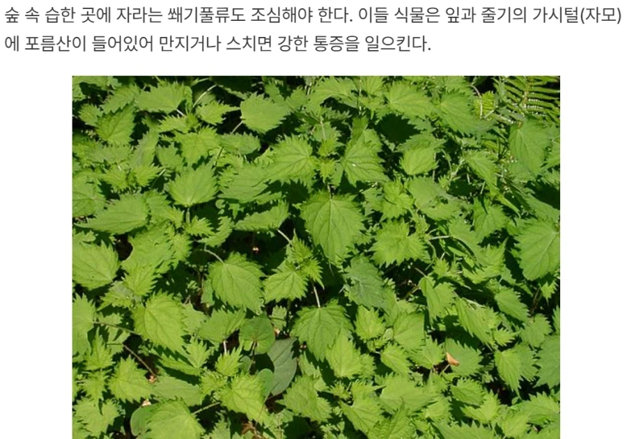 한국 여행탐험 RPG할땐.. 버섯,뱀을 조심해야햇