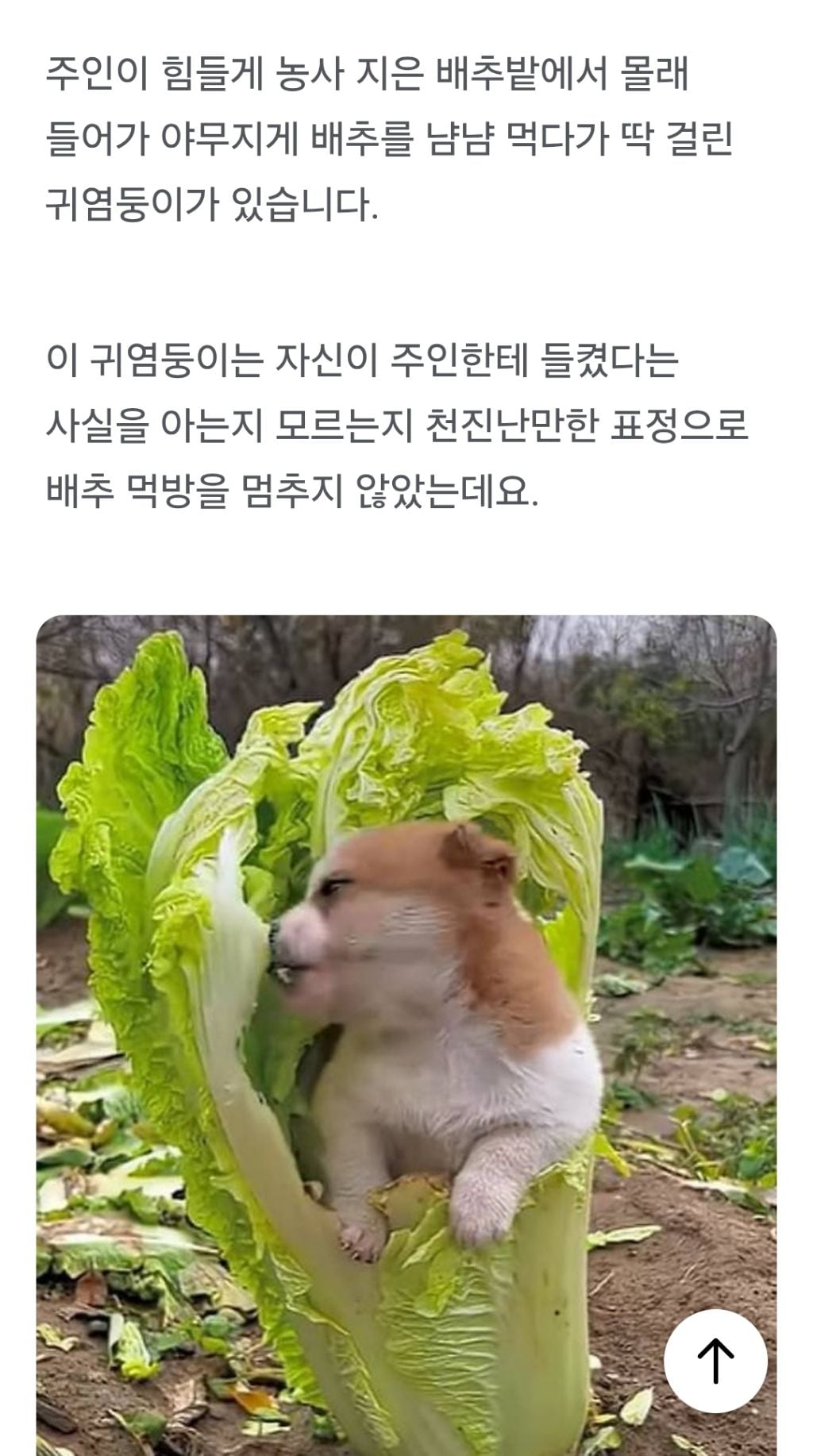 할머니 지켜준다며 배추밭 따라 온 댕댕이가 몰래 한 행동