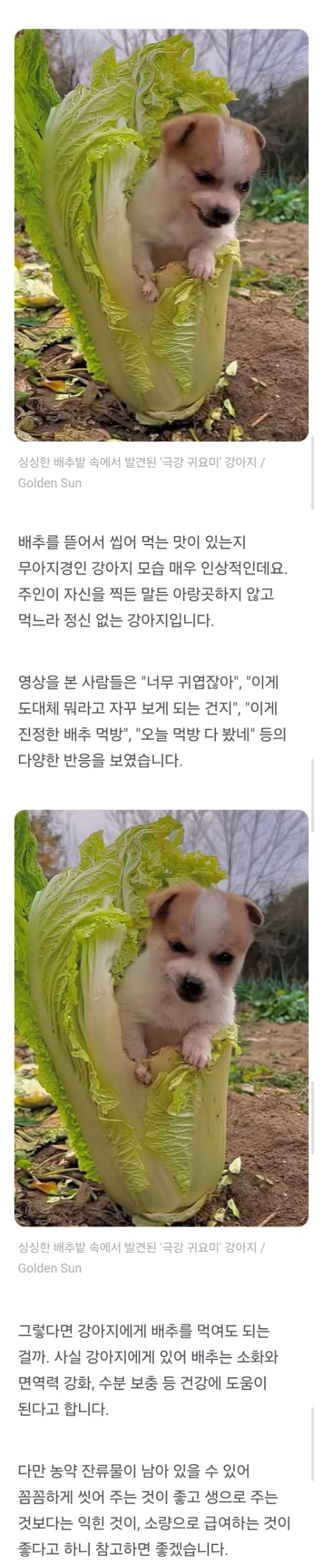 할머니 지켜준다며 배추밭 따라 온 댕댕이가 몰래 한 행동