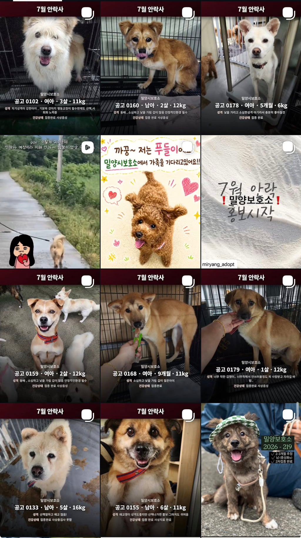7월 안락사 목록을 소개합니다 (3일 남음)
