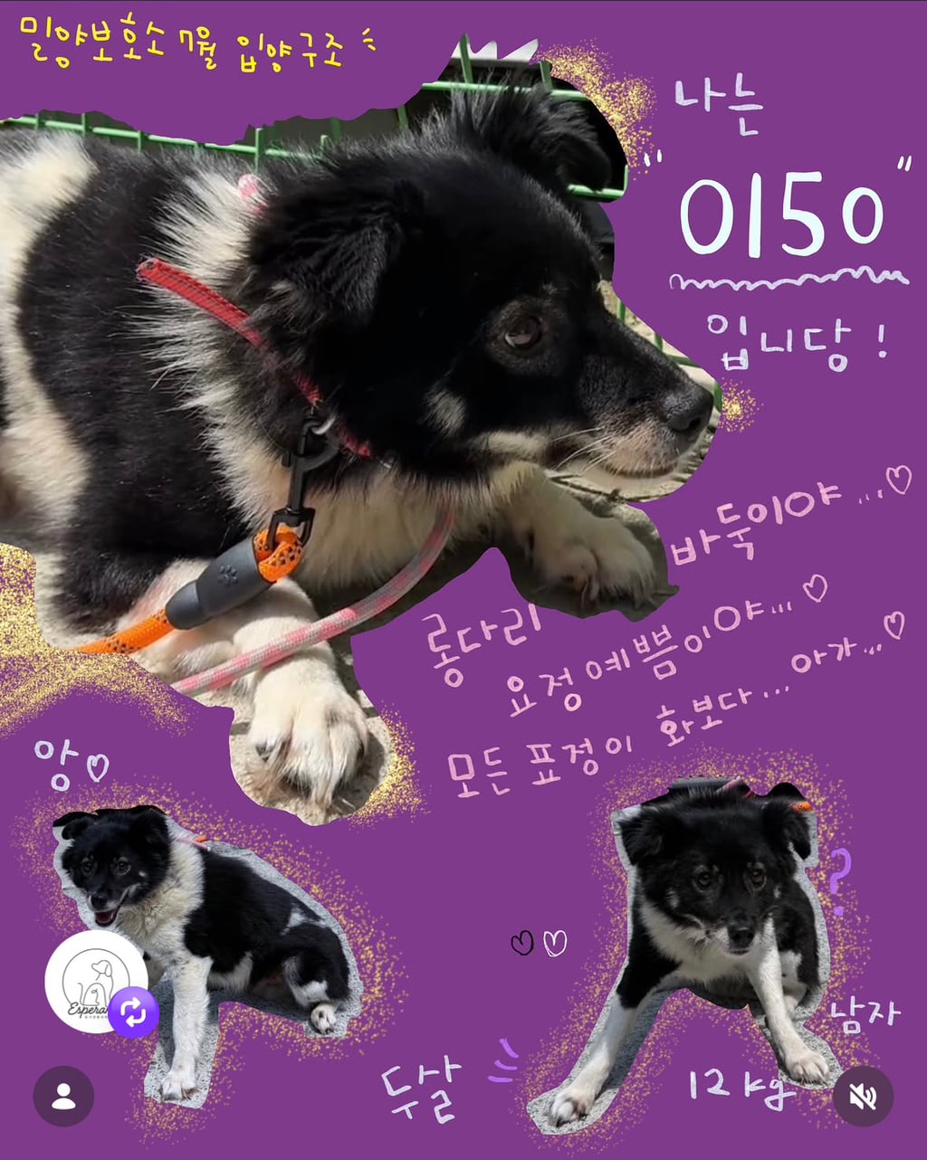 7월 안락사 목록을 소개합니다 (3일 남음)