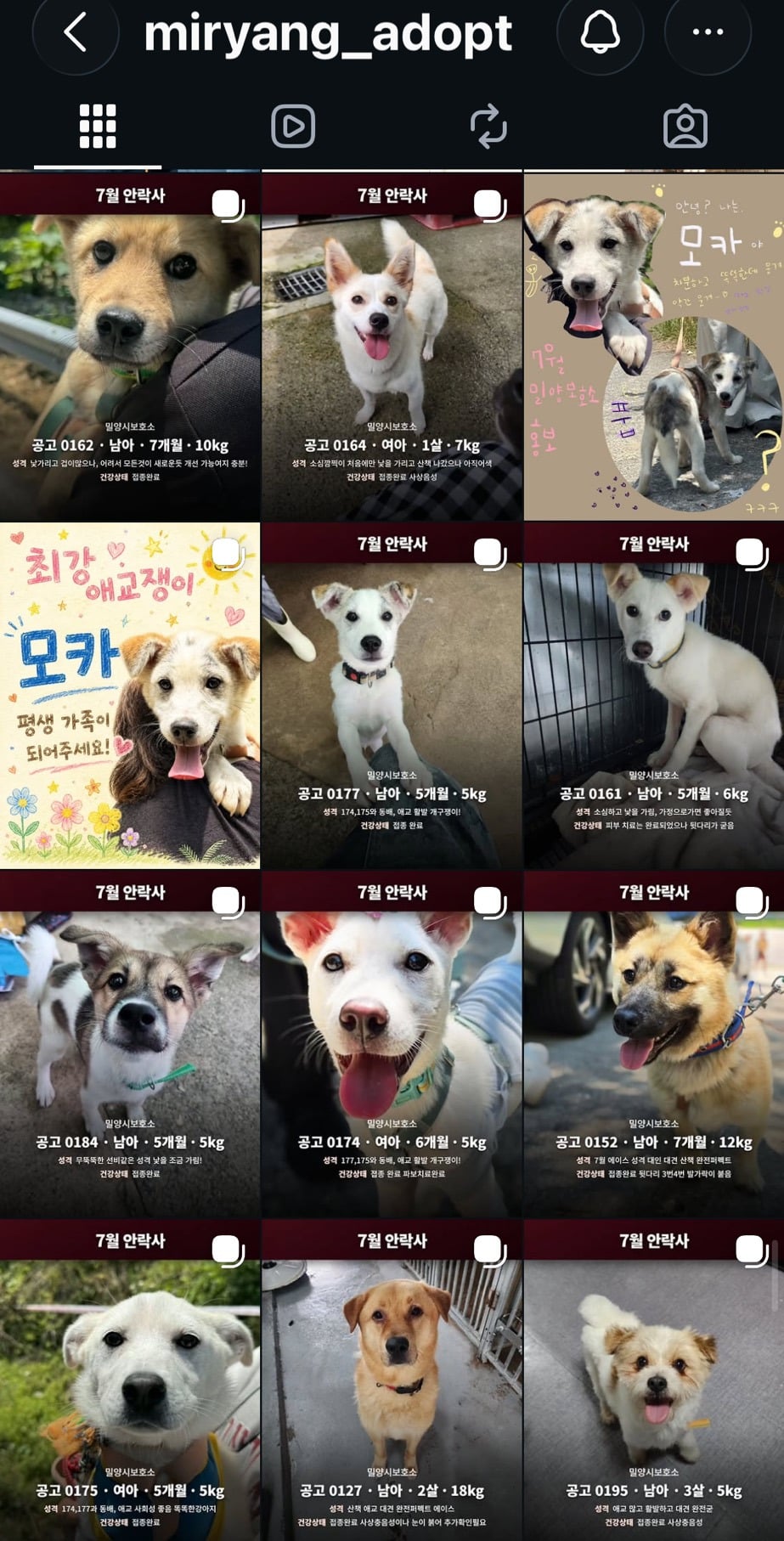 7월 안락사 목록을 소개합니다 (3일 남음)
