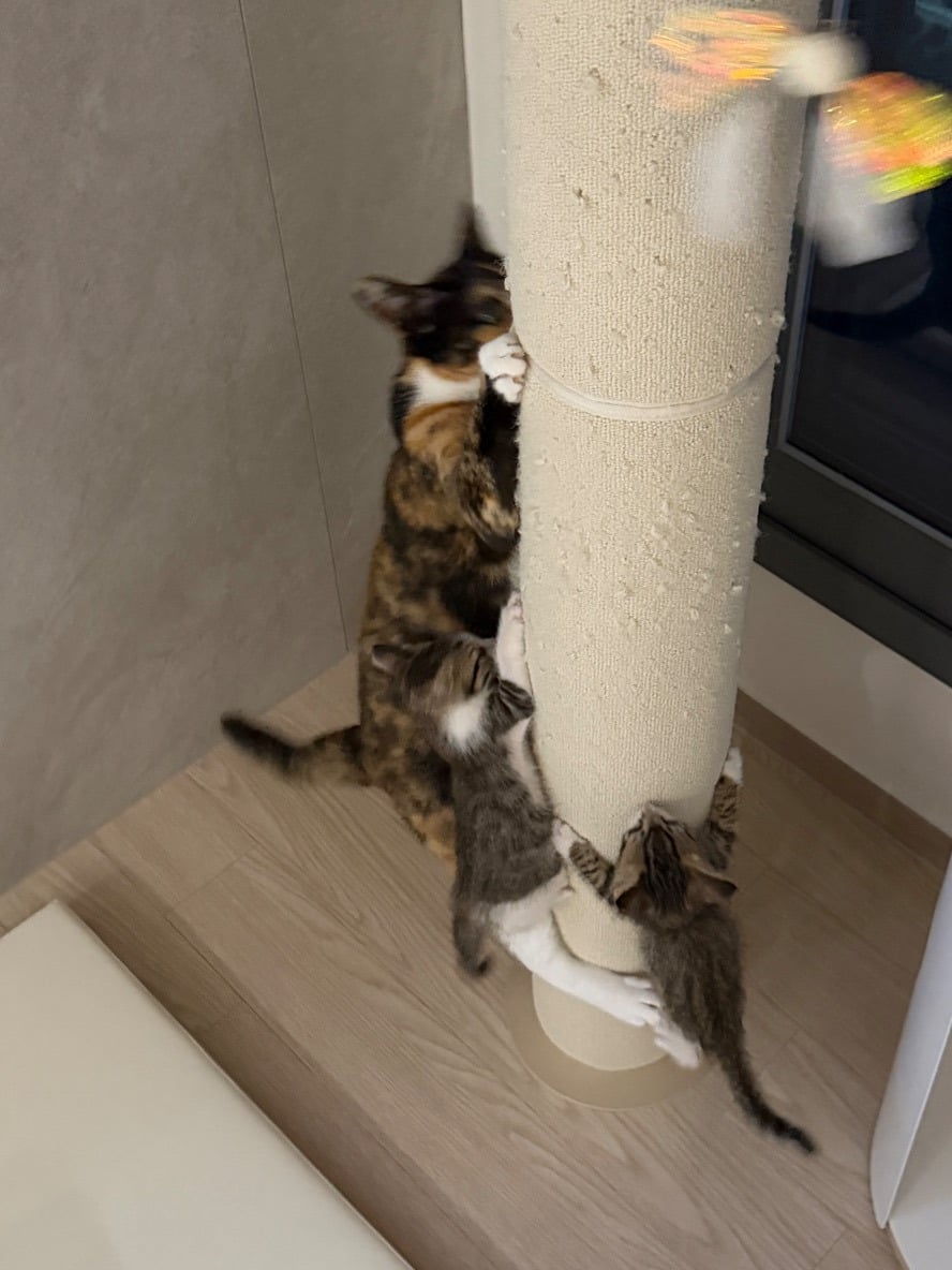 고양이 열매 열림 (영상추가)