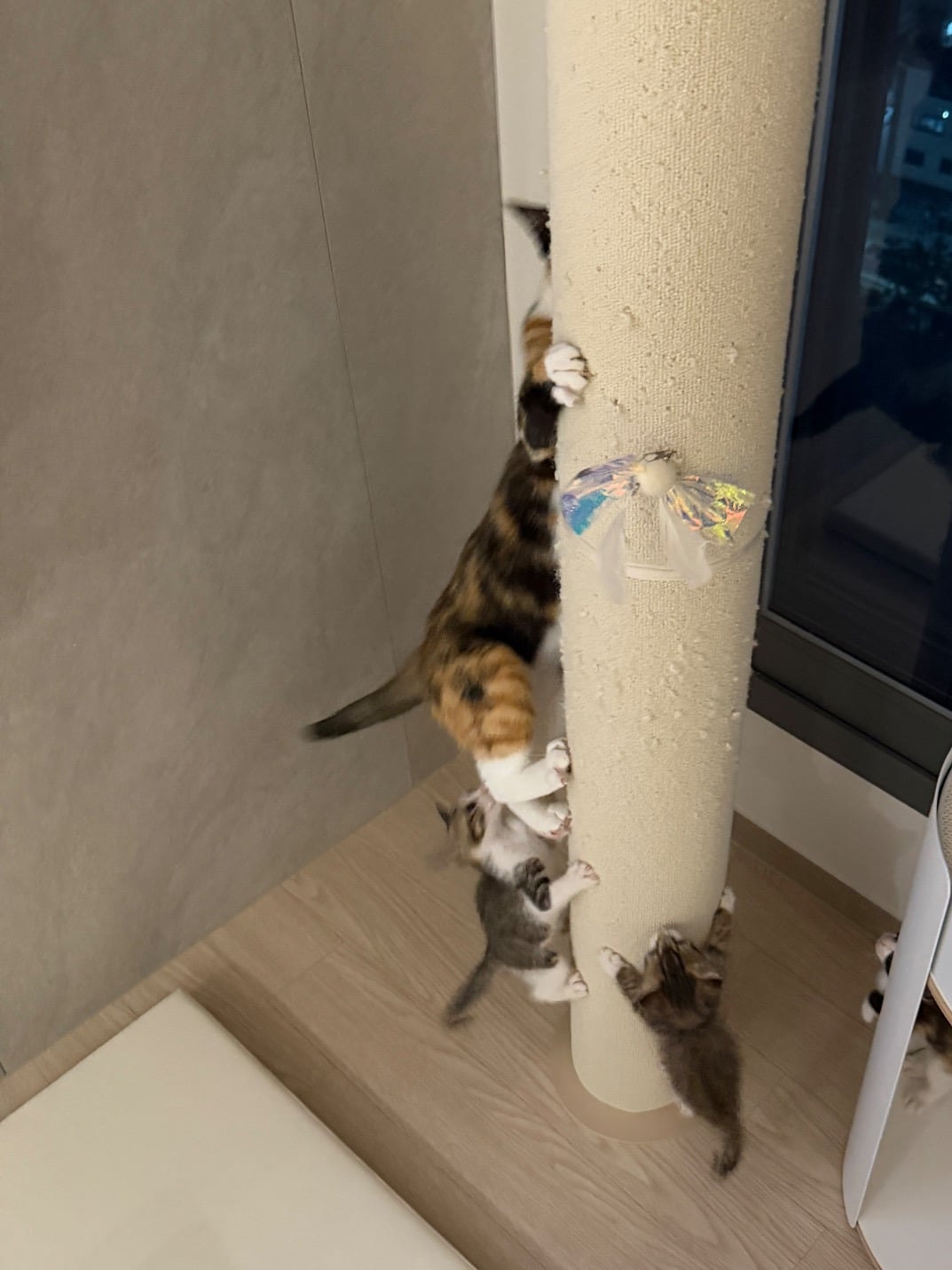 고양이 열매 열림 (영상추가)
