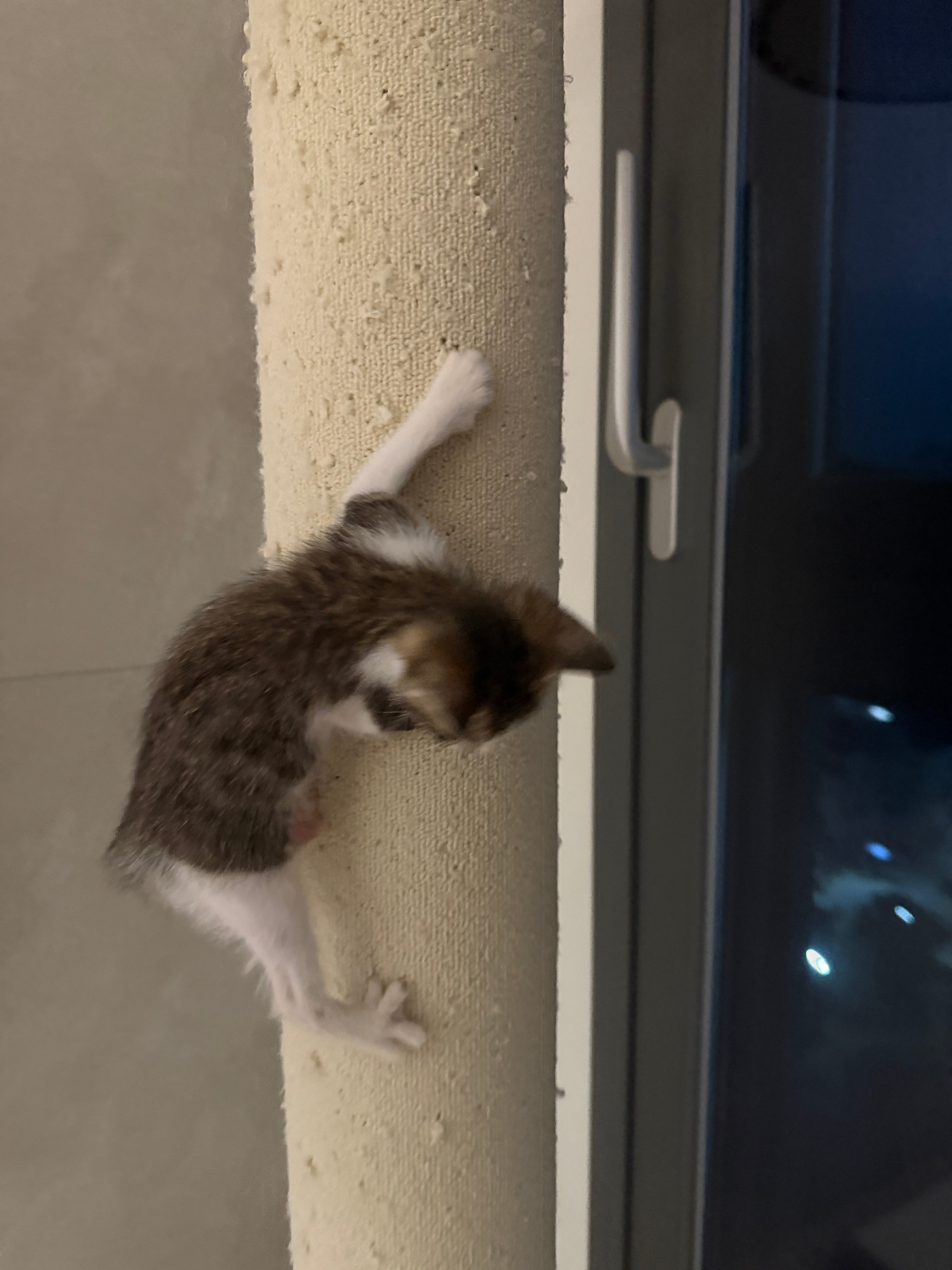 고양이 열매 열림 (영상추가)