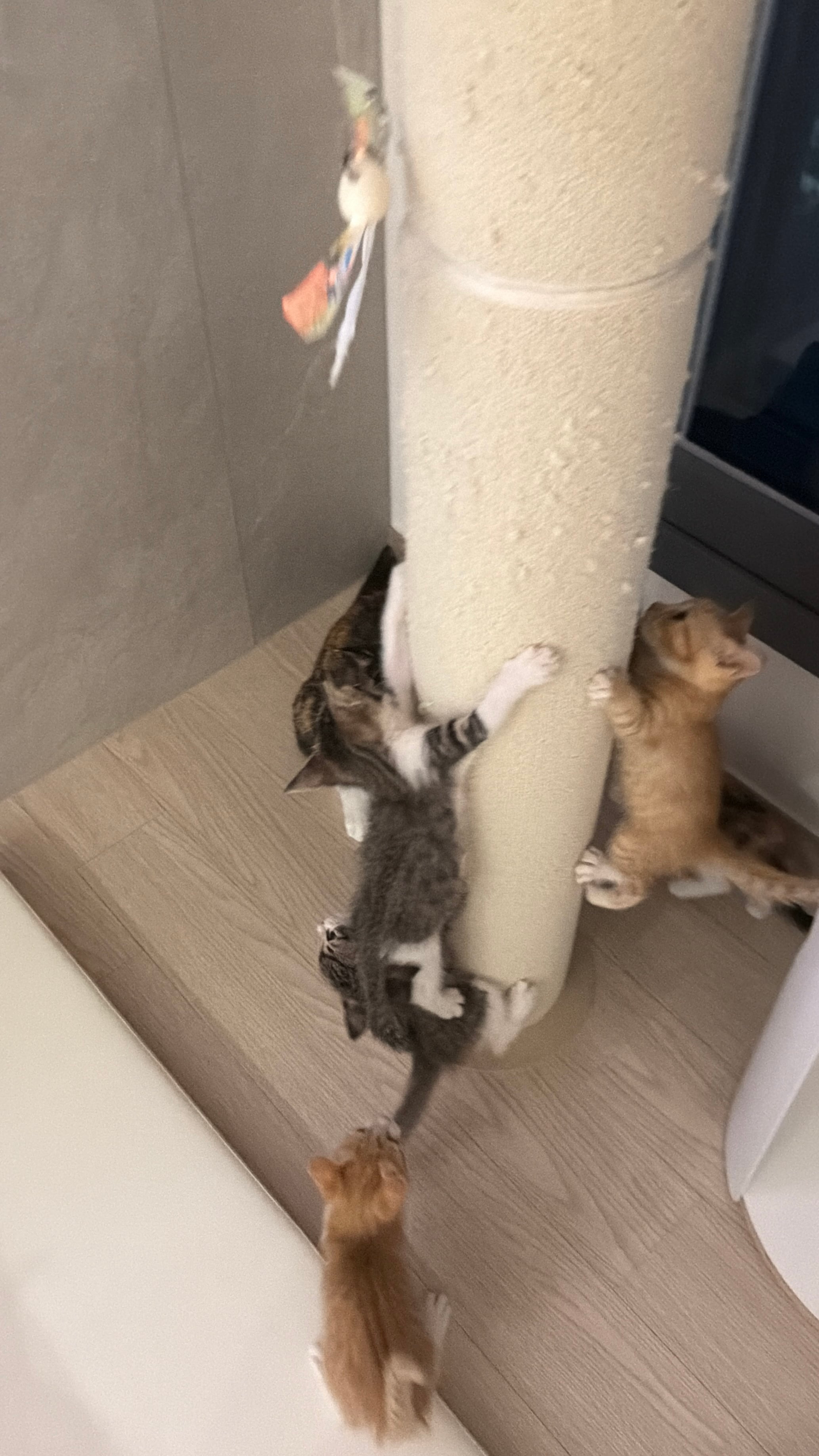 고양이 열매 열림 (영상추가)