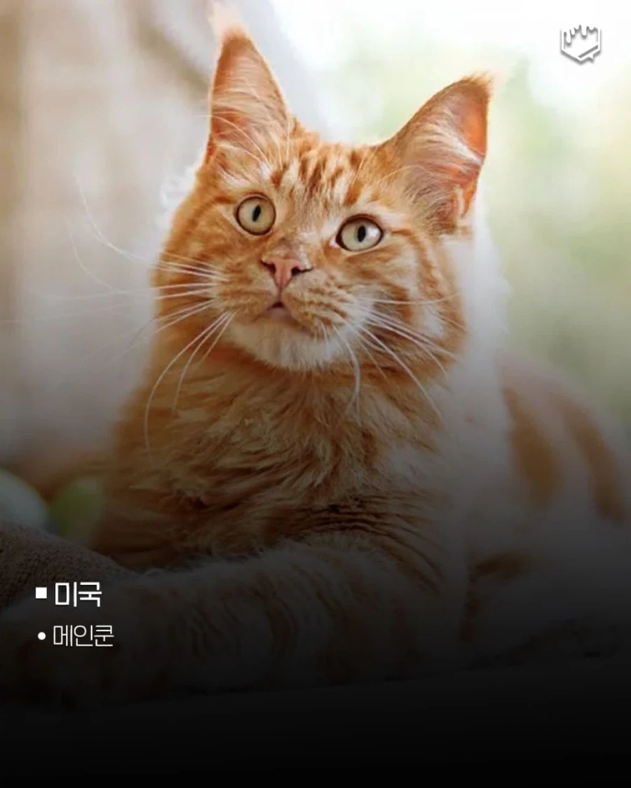 국가별 대표 고양이