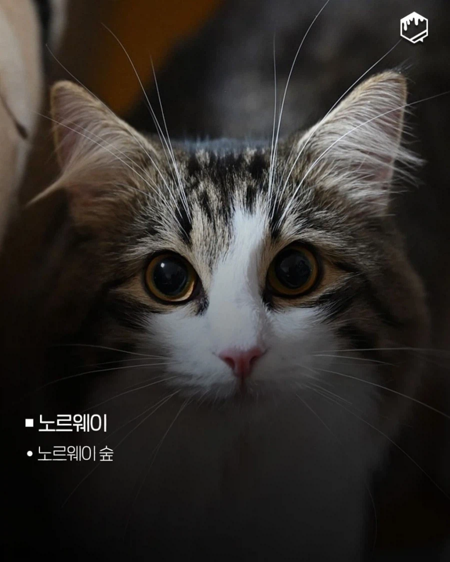 국가별 대표 고양이