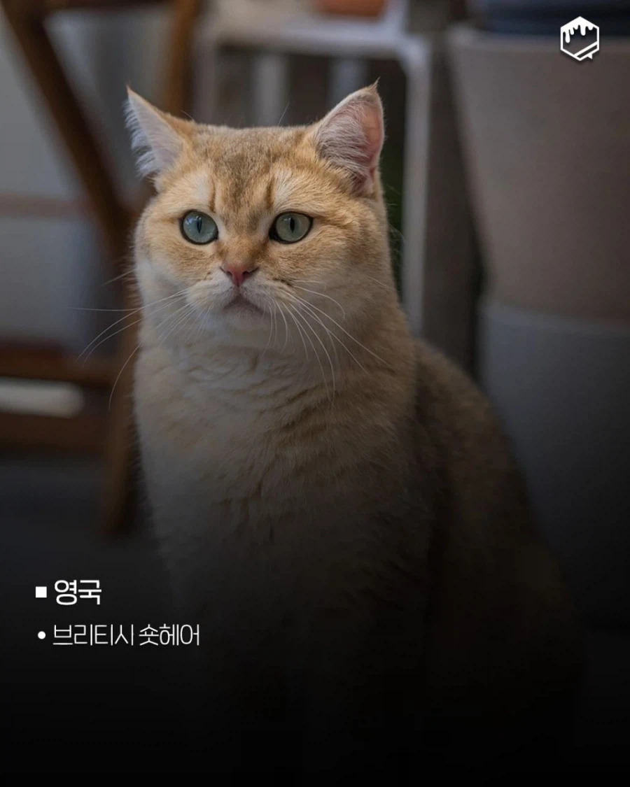 국가별 대표 고양이