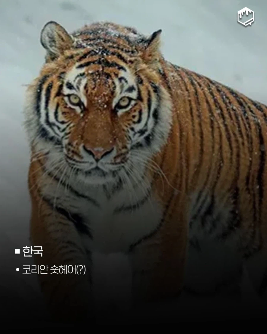 국가별 대표 고양이