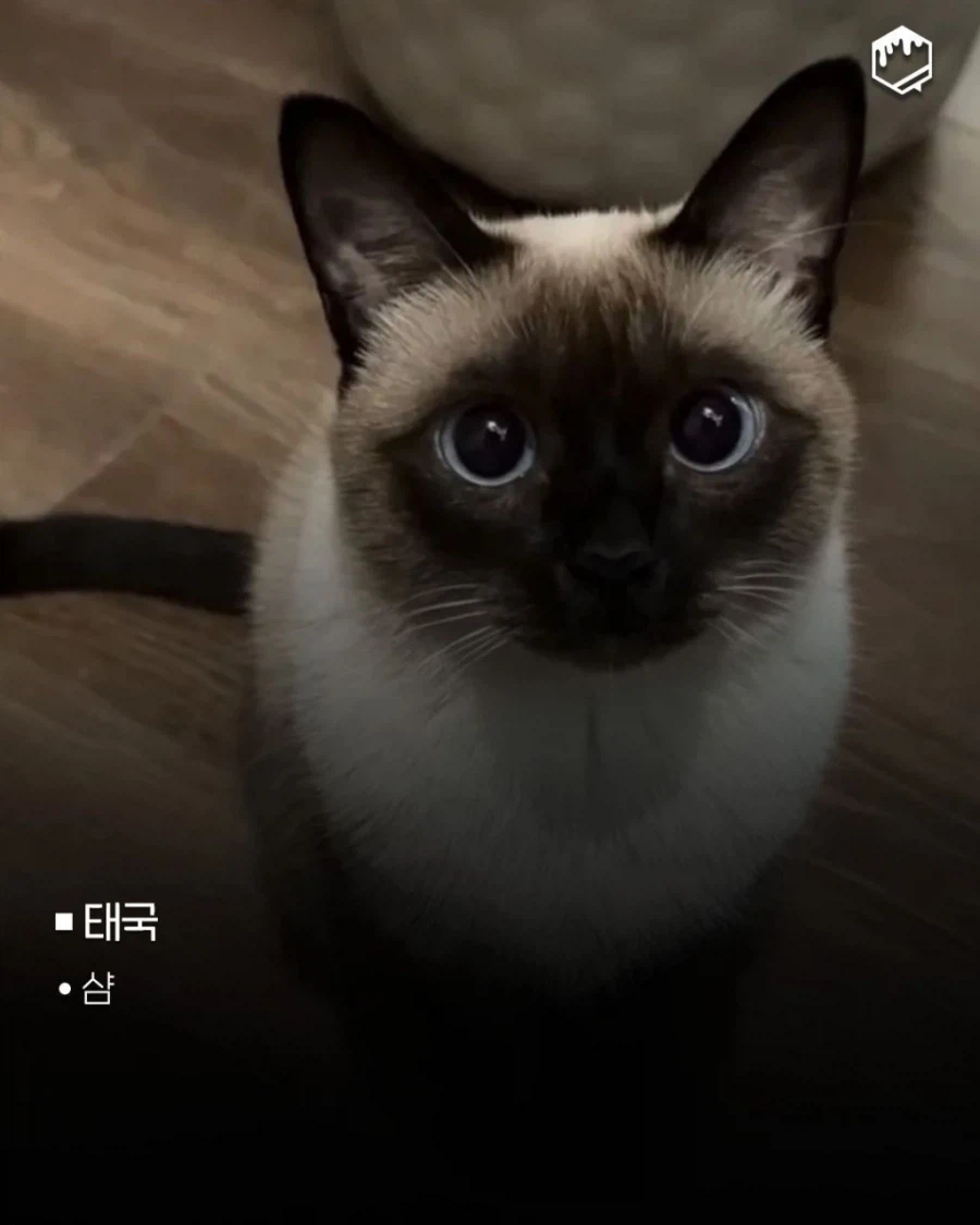 국가별 대표 고양이