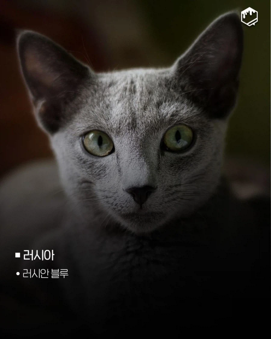 국가별 대표 고양이