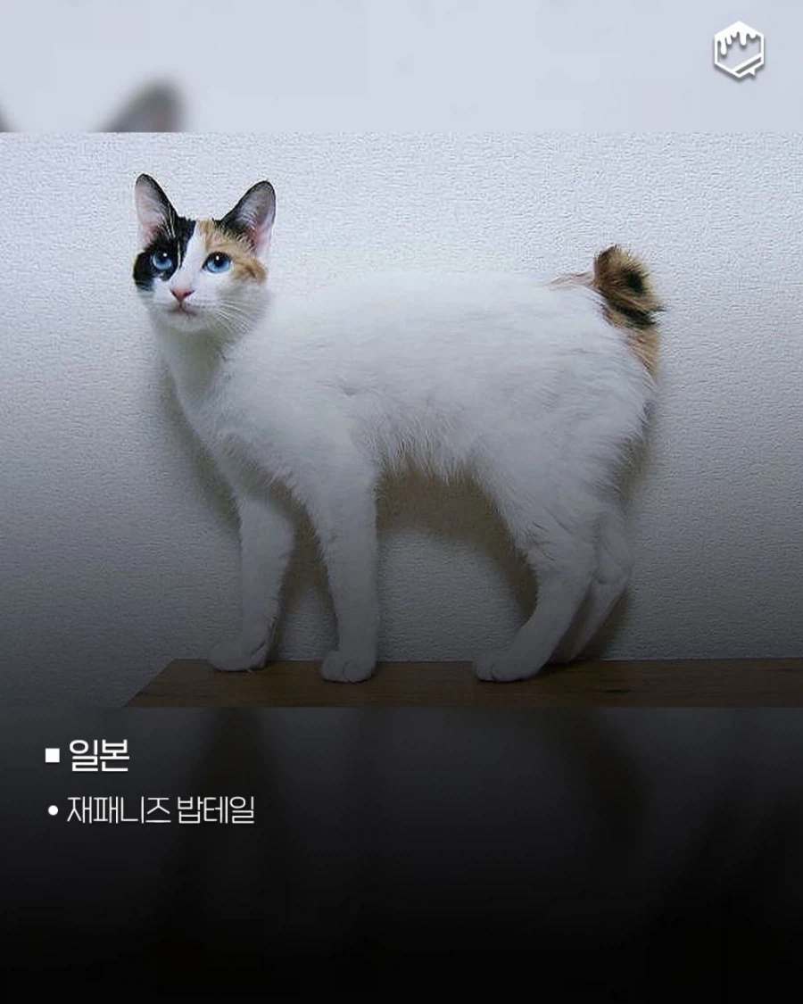 국가별 대표 고양이