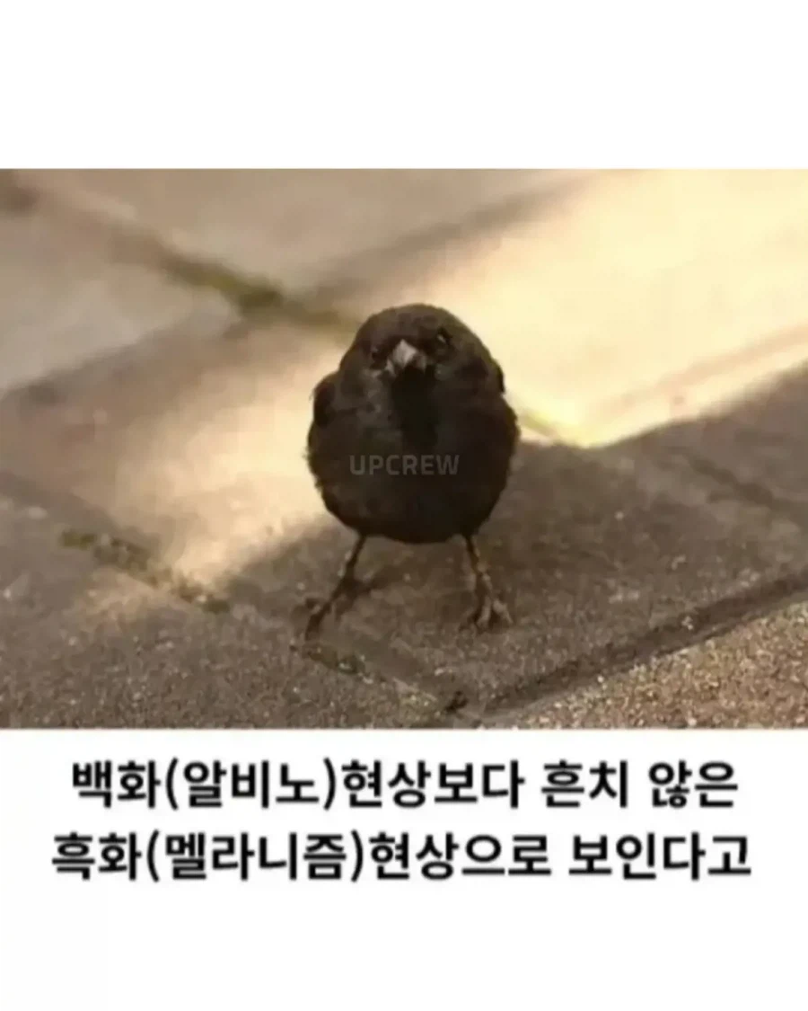 흑화된 참새가 발견
