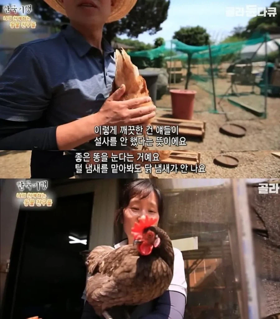 백숙집 차리려고 닭 키우기 시작한 부부의 최후