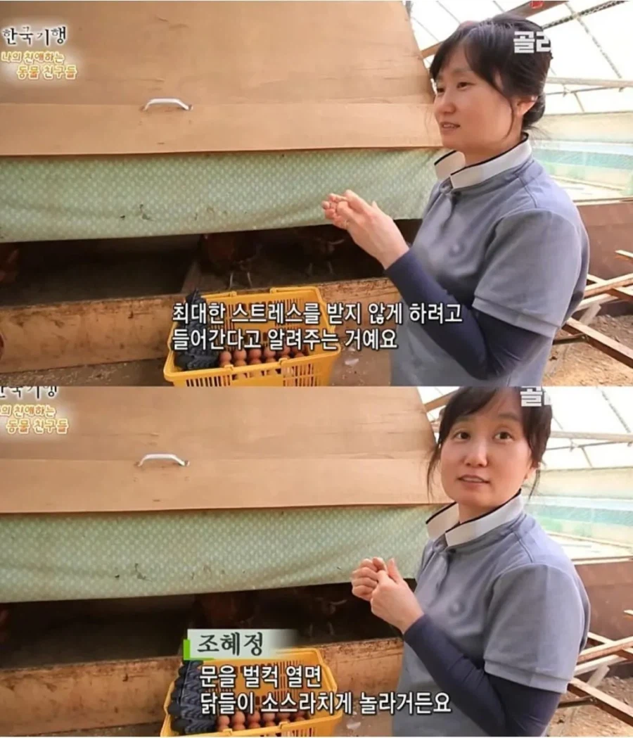 백숙집 차리려고 닭 키우기 시작한 부부의 최후