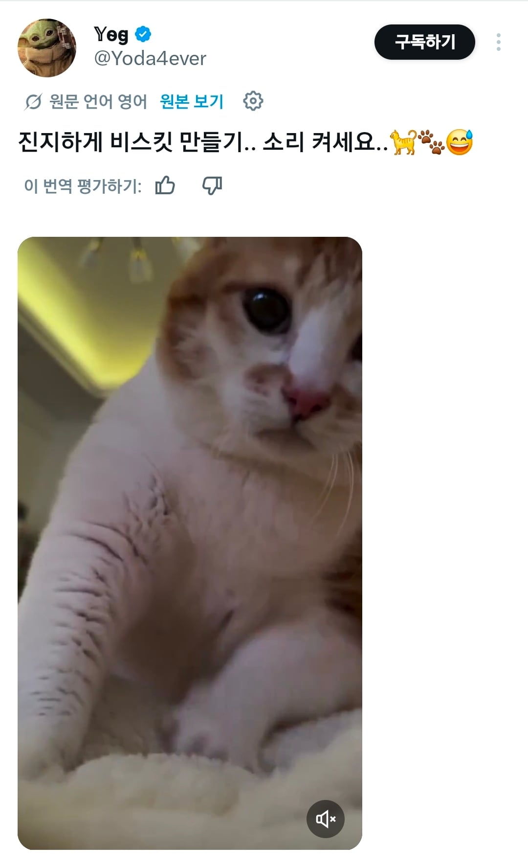진지하게 반죽중인 고양이.x