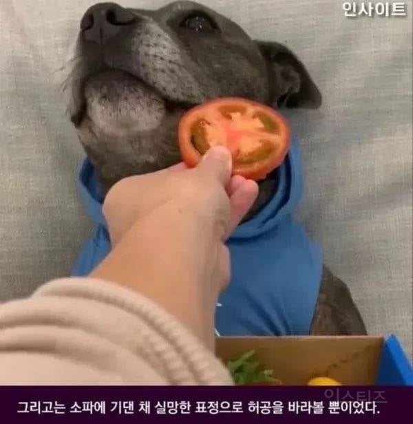 피자 먹는 줄 알고 개신난 강아지ㅠㅠㅠㅠ