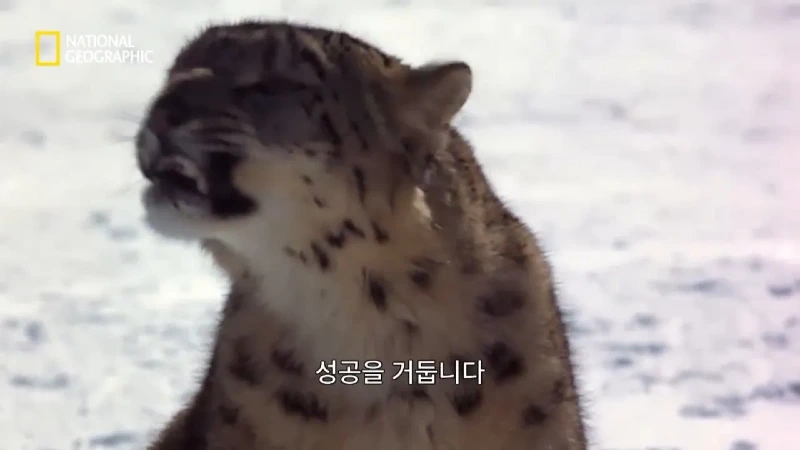 사냥 중 120m 절벽 아래로 떨어진 눈표범 jpg
