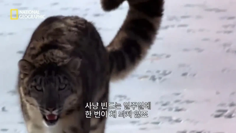 사냥 중 120m 절벽 아래로 떨어진 눈표범 jpg