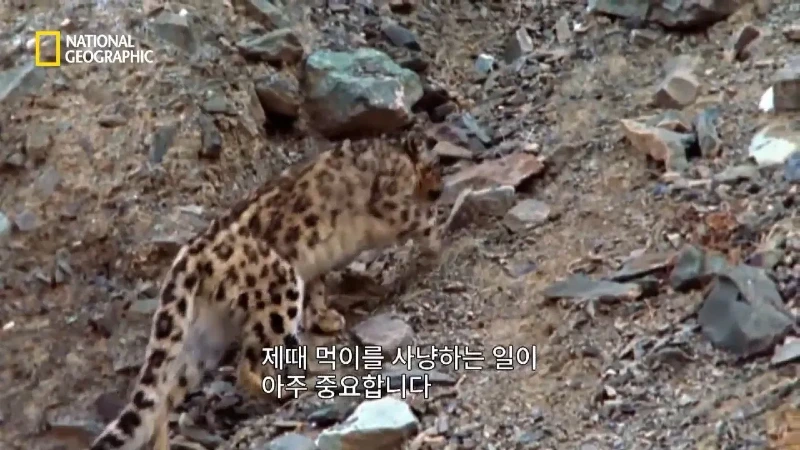 사냥 중 120m 절벽 아래로 떨어진 눈표범 jpg
