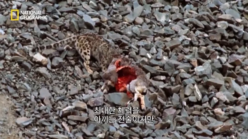 사냥 중 120m 절벽 아래로 떨어진 눈표범 jpg