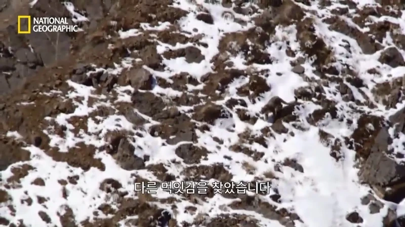 사냥 중 120m 절벽 아래로 떨어진 눈표범 jpg