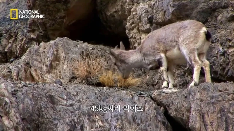 사냥 중 120m 절벽 아래로 떨어진 눈표범 jpg