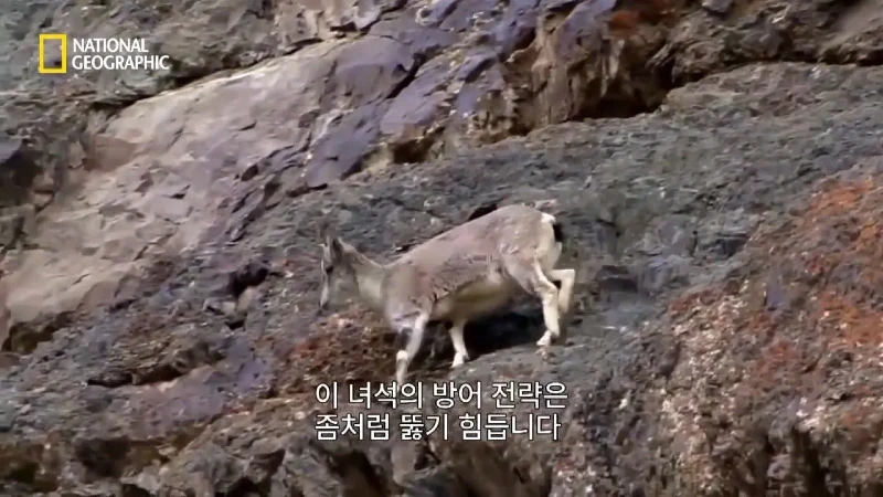 사냥 중 120m 절벽 아래로 떨어진 눈표범 jpg