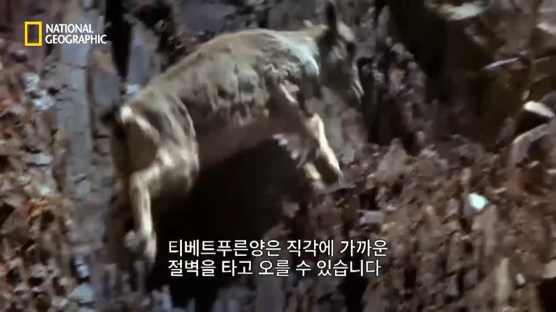 사냥 중 120m 절벽 아래로 떨어진 눈표범 jpg