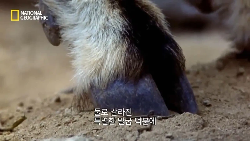 사냥 중 120m 절벽 아래로 떨어진 눈표범 jpg
