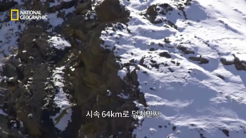 사냥 중 120m 절벽 아래로 떨어진 눈표범 jpg