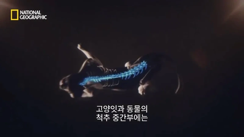 사냥 중 120m 절벽 아래로 떨어진 눈표범 jpg
