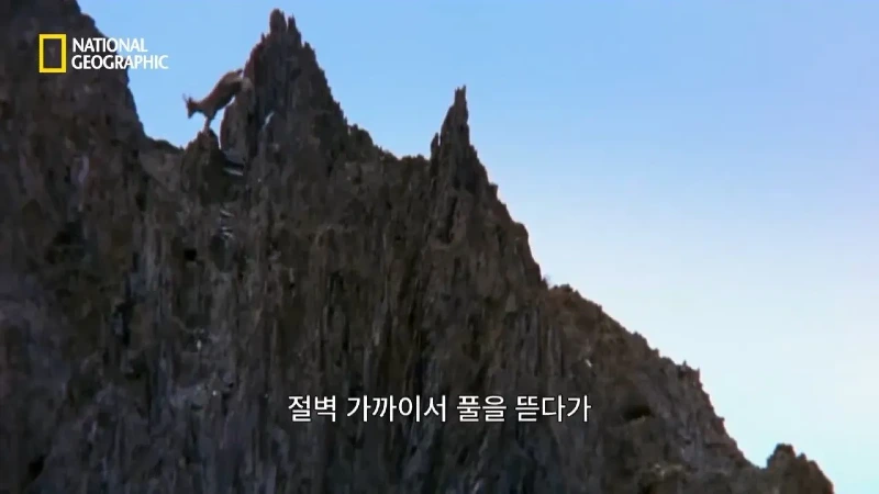 사냥 중 120m 절벽 아래로 떨어진 눈표범 jpg
