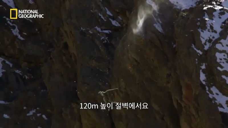 사냥 중 120m 절벽 아래로 떨어진 눈표범 jpg