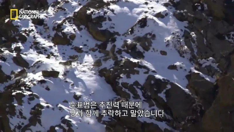 사냥 중 120m 절벽 아래로 떨어진 눈표범 jpg