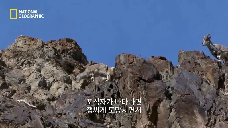 사냥 중 120m 절벽 아래로 떨어진 눈표범 jpg