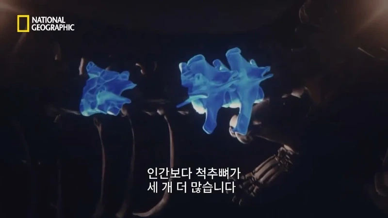 사냥 중 120m 절벽 아래로 떨어진 눈표범 jpg