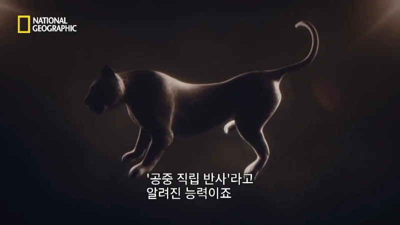 사냥 중 120m 절벽 아래로 떨어진 눈표범 jpg