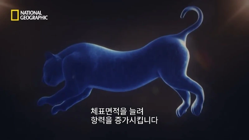 사냥 중 120m 절벽 아래로 떨어진 눈표범 jpg