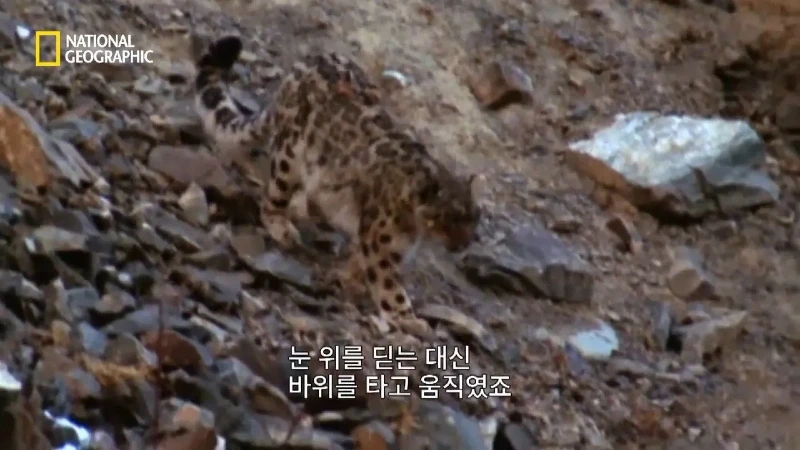 사냥 중 120m 절벽 아래로 떨어진 눈표범 jpg